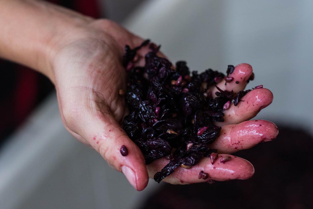 Biodynamic Winemaking Johan Winery & Vineyard